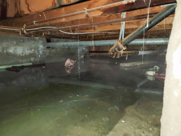 Best Mold removal after water damage  in Buena Vista, MI